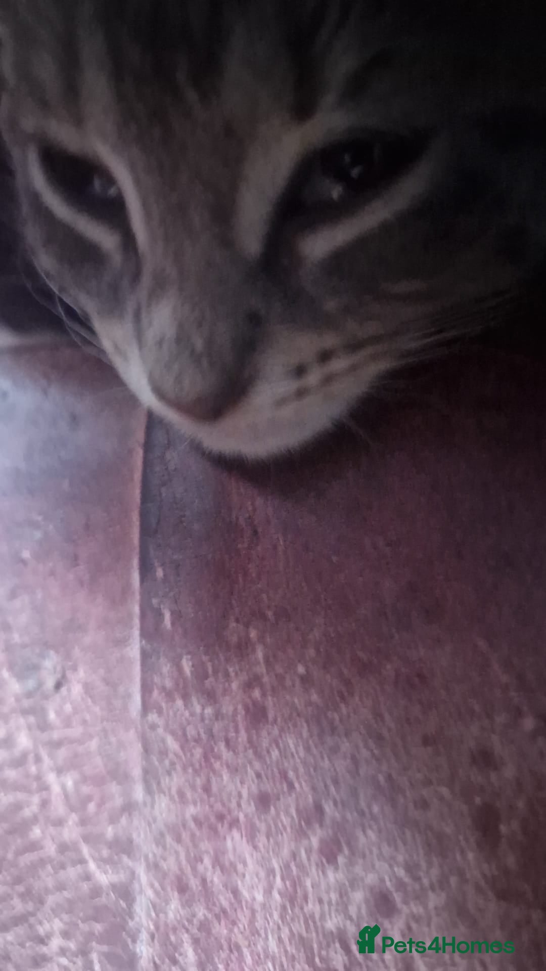 Mixed Breed cats for sale: Charming Cheeky Chunky  Bengal X Kittens. - Image 4