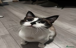 Mixed Breed cats for sale: Beautiful cross breed ragdoll/domestic cat - Image 1