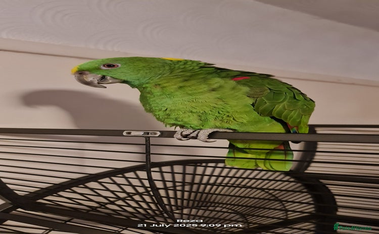 Parrots birds - Advert 2