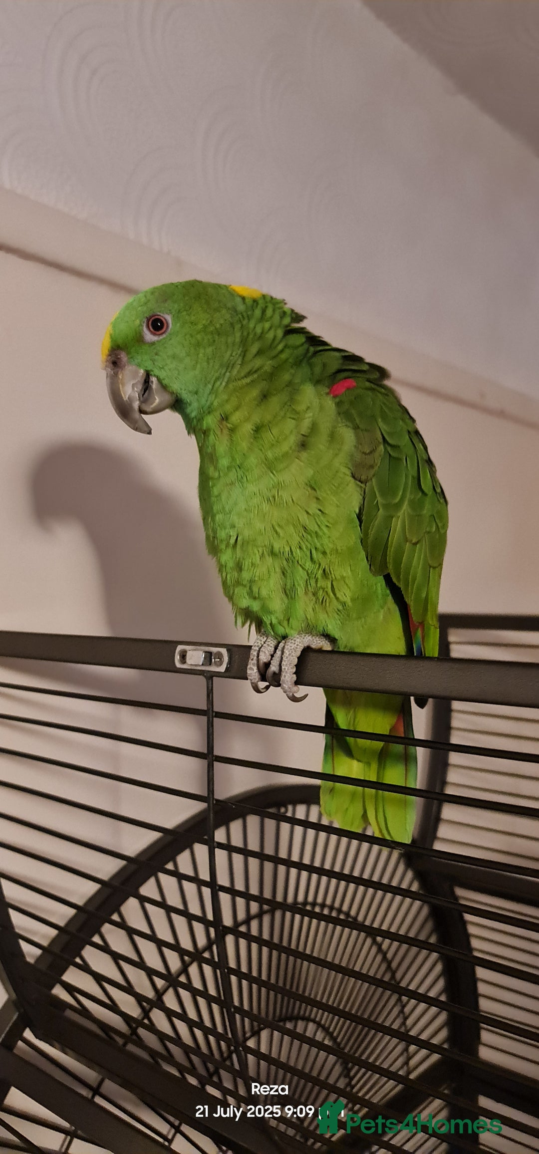 Parrots birds for sale: Tame Female Yellow Naped Amazon - Image 1