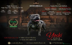 Staffordshire Bull Terrier dogs for sale: Blue staffy pups kc registered  - Image 3