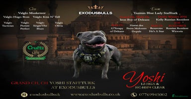 Staffordshire Bull Terrier dogs - Advert 1