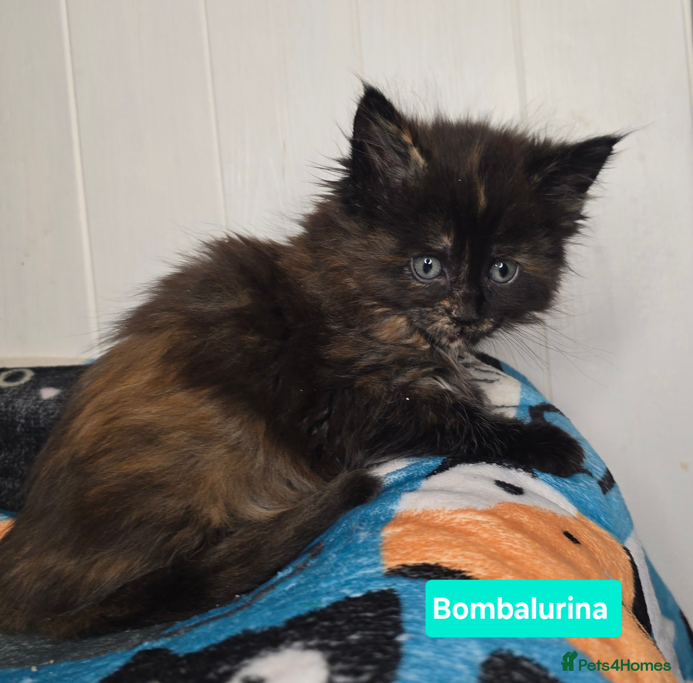 Maine Coon cats Amazing Large Purebred Maine Coon Kittens - Advert 10