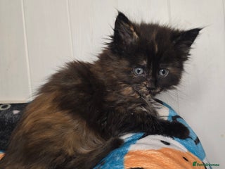 Maine Coon cats Amazing Large Purebred Maine Coon Kittens - Advert 6