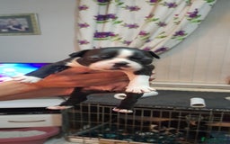 Boston Terrier dogs for sale: Stunning boston terrier puppies - Image 4