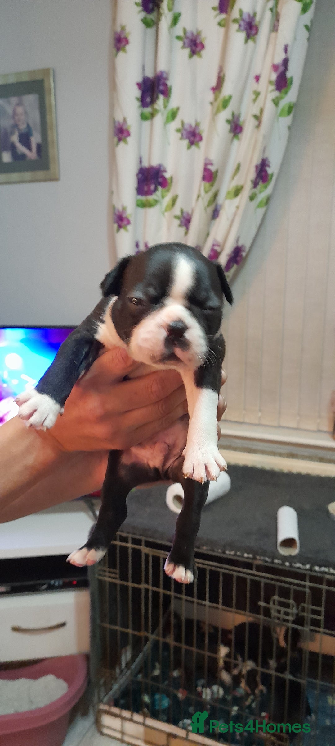 Boston Terrier dogs for sale: Stunning boston terrier puppies - Image 4