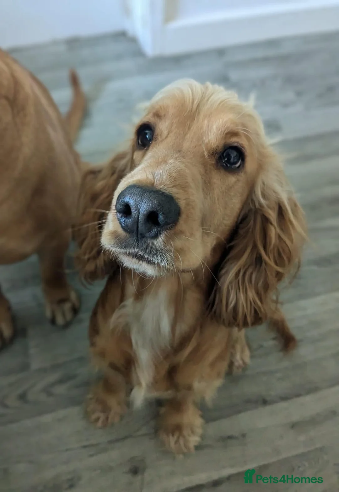English Springer Spaniel dogs for sale: Our beautifull 3 year old  - Advert 2