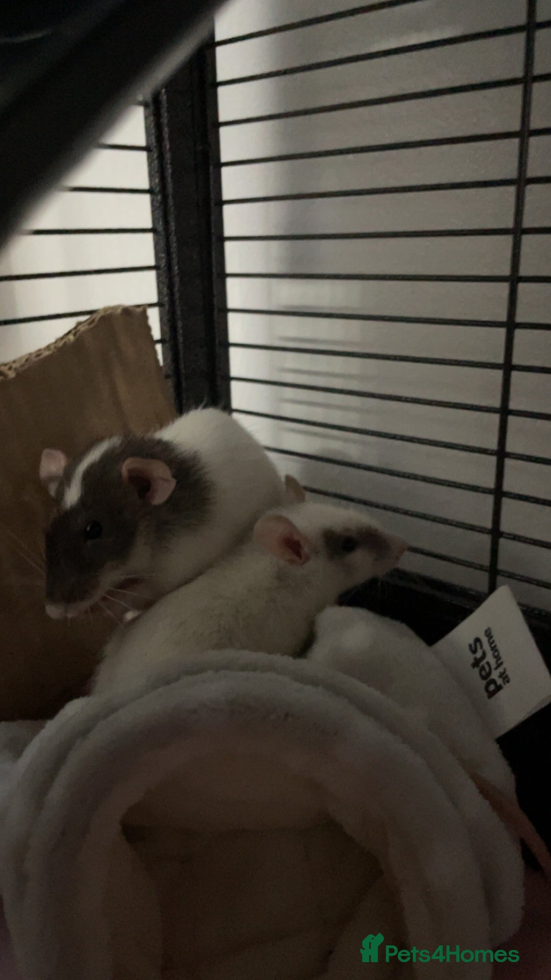 Rat rodents for sale: X 2 fancy rats and cage for sale - Image 3