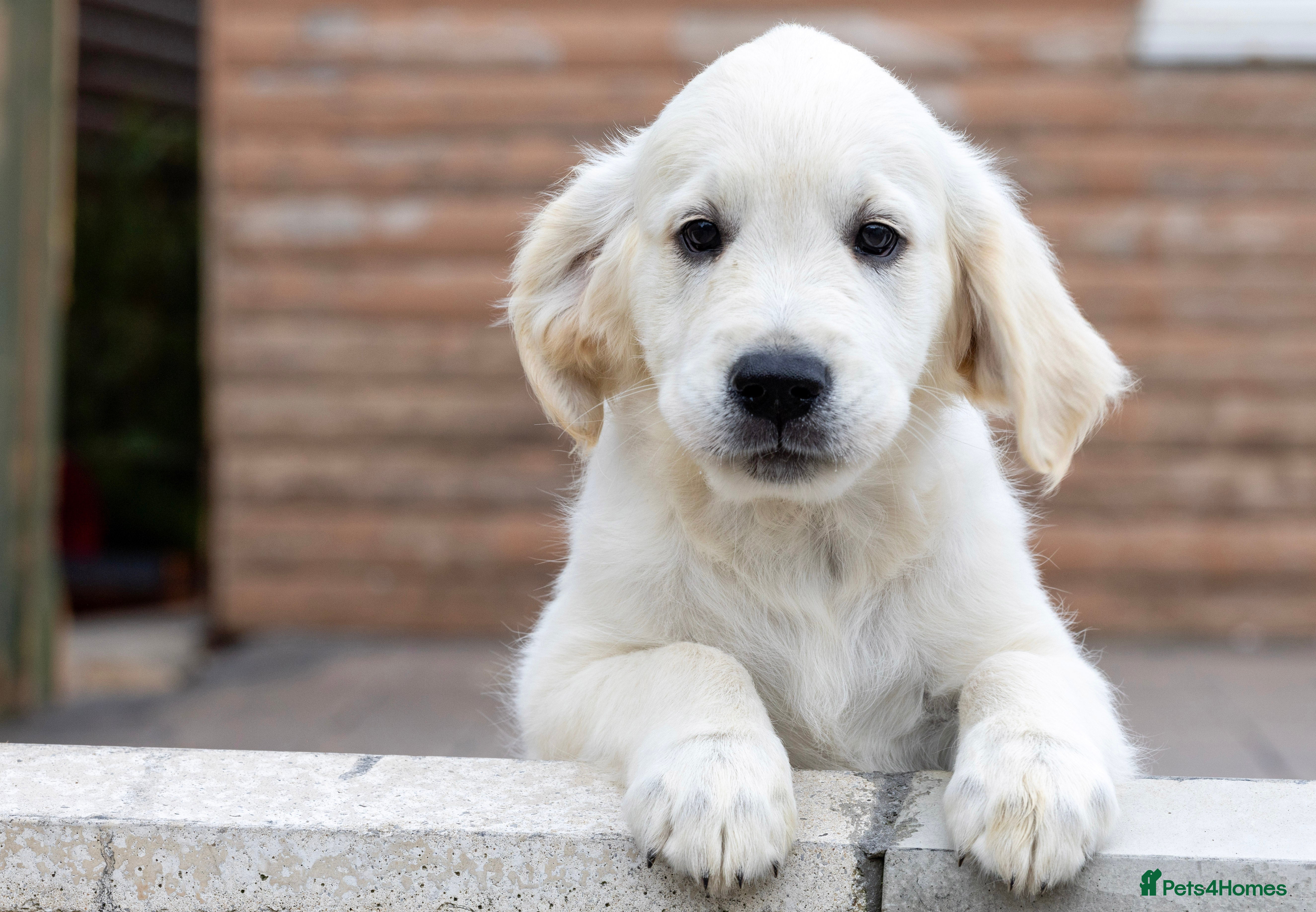 Golden Retriever dogs Kc reg golden retriever - Advert 2