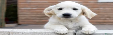 Golden Retriever 2