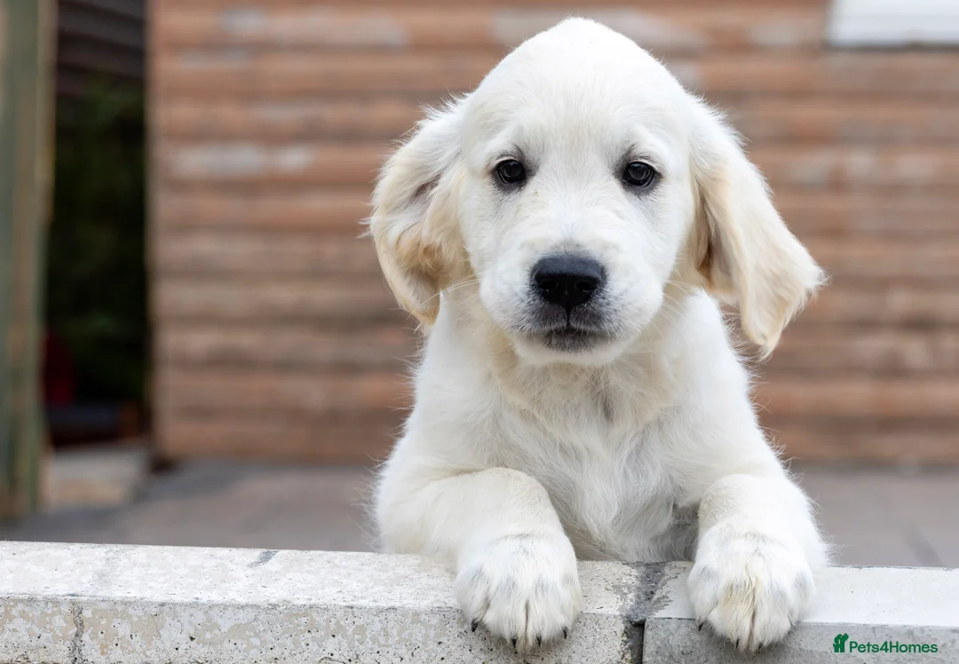 Golden Retriever dogs for sale: Kc reg golden retriever - Advert 2