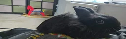 Lionhead rabbits for sale: Black lion head  in Godalming - Advert 2