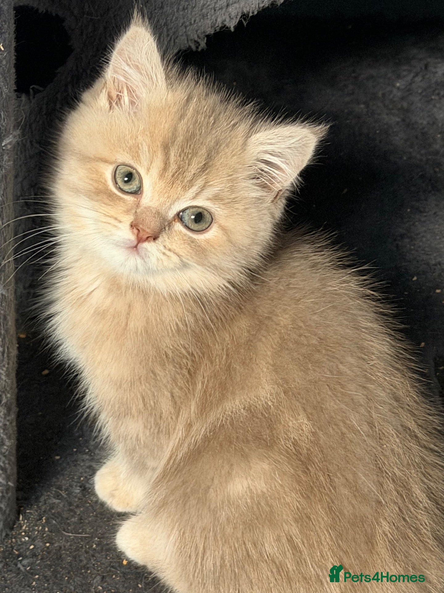 British Shorthair cats Gorgeous Lilac Golden & Blue Golden kittens - Advert 1