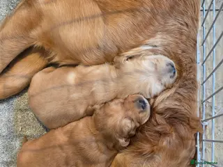 Golden Retriever dogs Kc registered red golden retrievers - Advert 3