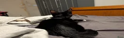 Mixed Breed cats for sale: 2 gorgeous tuxedo kittens - Advert 4