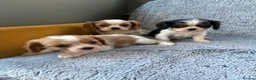 Cavalier King Charles Spaniel dogs for sale: Ready now!!  2 Cavalier boys - Advert 17