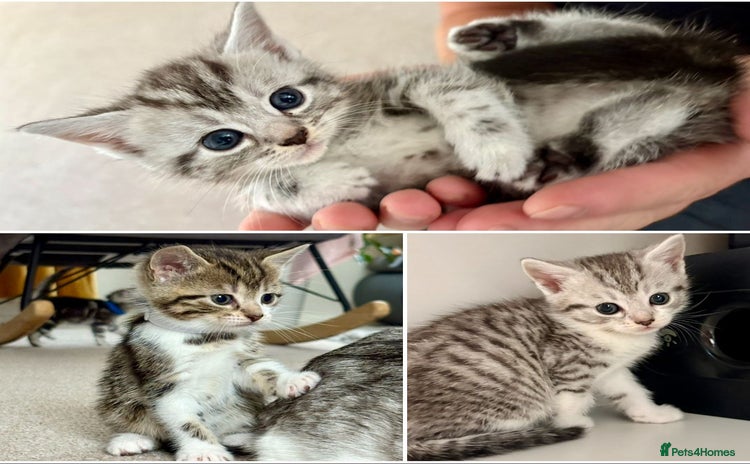 Mixed Breed cats - Advert 2