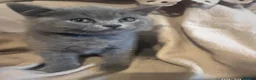British Shorthair cats for sale: British blue/lilac shorthair kittens  in London - Advert 3