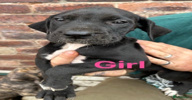 Mixed Breed dogs - Advert 5