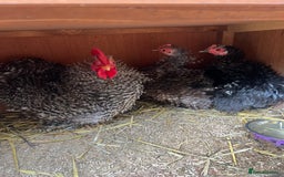 Chickens poultry for sale: Frizzle feather Bantons  - Image 2
