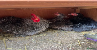 Chickens poultry - Advert 12