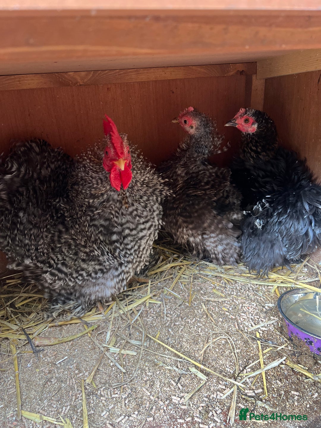 Chickens poultry for sale: Frizzle feather Bantons  - Image 2