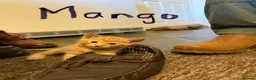 Domestic Shorthair cats for sale: 3 Beautiful kittens in Chichester - Advert 4