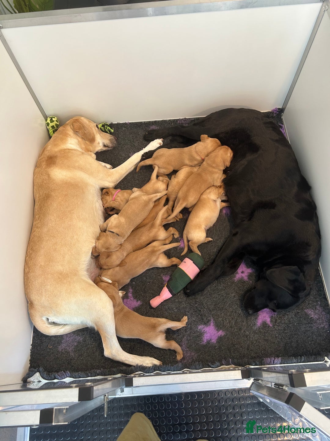 Labrador Retriever dogs for sale: Family/Working bred KC Labradors - Image 23