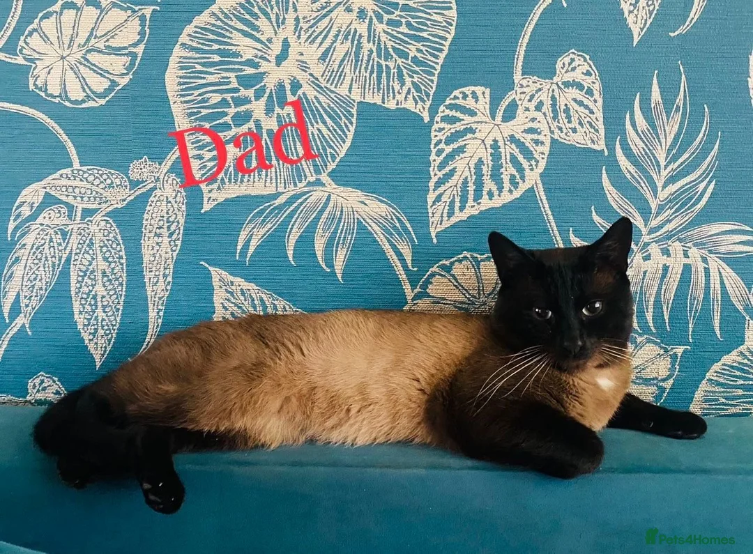 Siamese cats for sale: (1 Left)beautiful Kitten Lokking forever Home 🏡❤️ - Advert 20