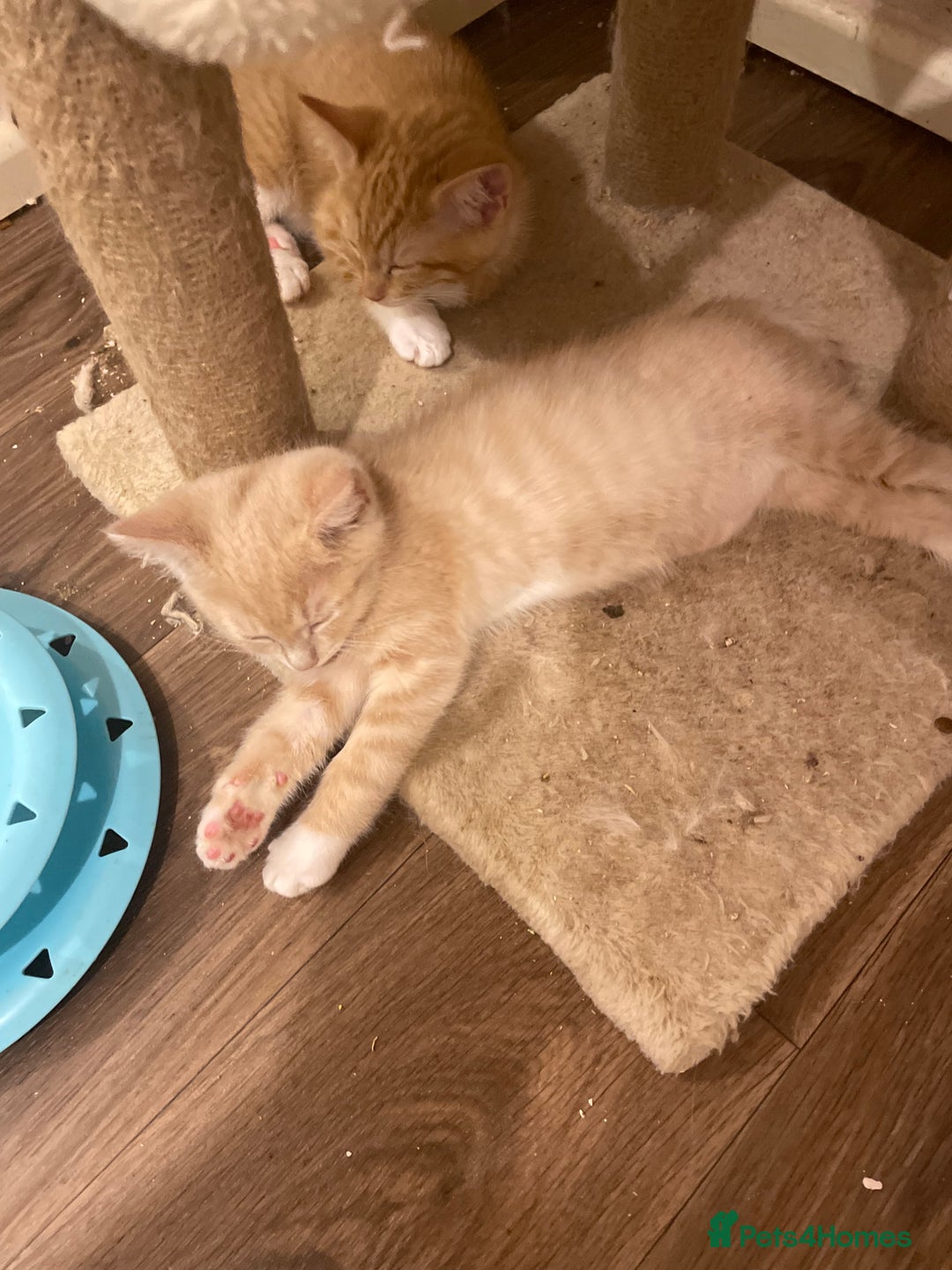 Ragdoll cats for sale: 1xBoy ginger/apricot ragdoll x British shorthair  - Image 5
