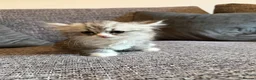 Mixed Breed cats for sale: Stunning Long Haired Chinchilla Ragdoll X Persian - Advert 18