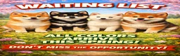 Japanese Shiba Inu dogs for stud:  IZAIGA KENNEL ELITE SHIBA INU STUD DOGS AVAILABLE - Advert 3
