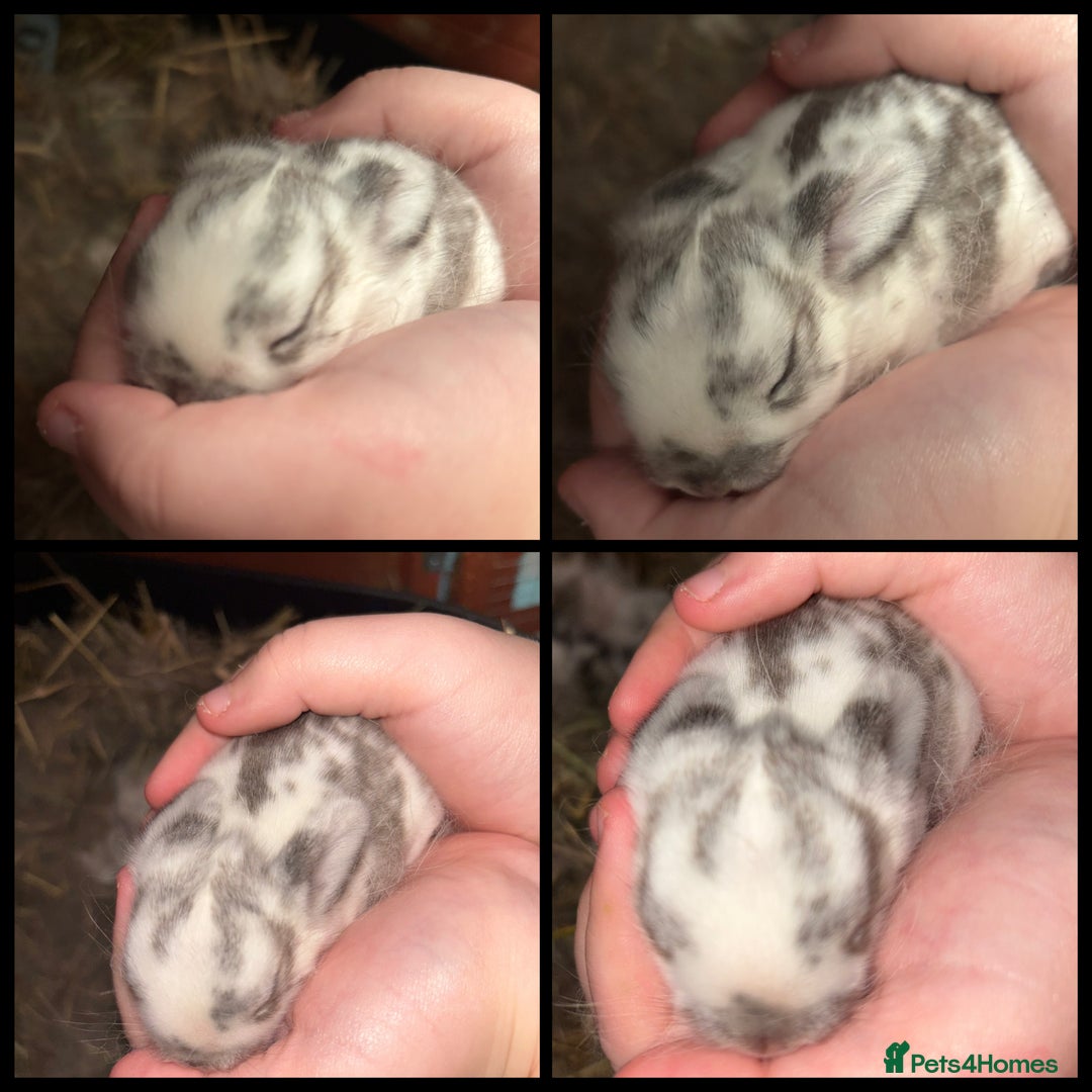 Mini Lop rabbits for sale: Mini Lop Butterfly new born bunnies  - Advert 13