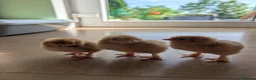 Chickens poultry for sale: Baby Chicks  in Coventry - Advert 4