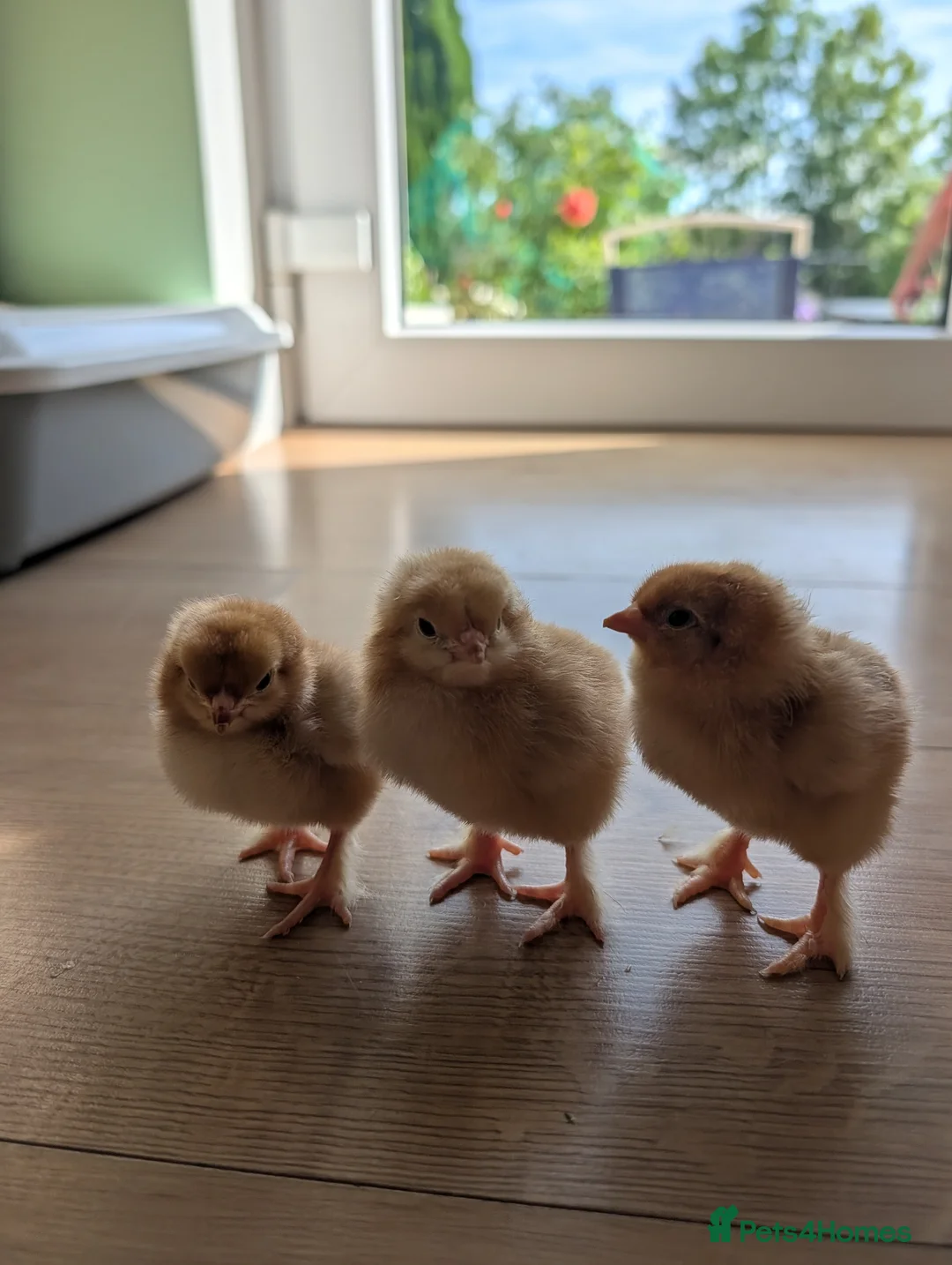 Chickens poultry for sale: Baby Chicks  in Coventry - Advert 4