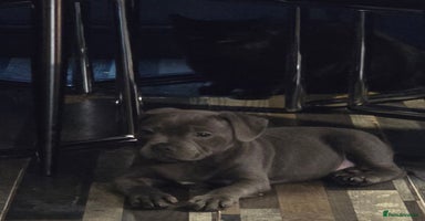 Staffordshire Bull Terrier dogs Stunning Staffordshire bull terrier pups  - Advert 14