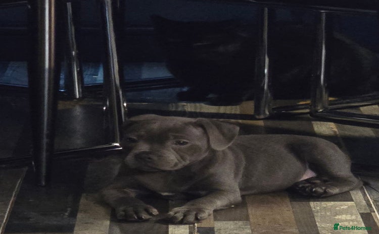 Staffordshire Bull Terrier dogs Stunning Staffordshire bull terrier pups  - Advert 6