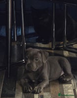 Staffordshire Bull Terrier dogs Stunning Staffordshire bull terrier pups - Advert 14