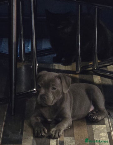 Staffordshire Bull Terrier dogs Stunning Staffordshire bull terrier pups - Advert 6