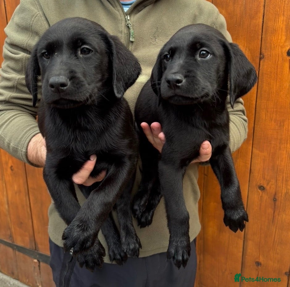 Labrador Retriever dogs Health Tested Working Labrador Puppies - Advert 1