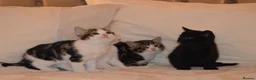 Mixed Breed cats for sale: 4 Beautiful Gentle Kittens for Sale - Advert 7