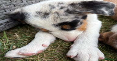 Border Collie dogs - Advert 6