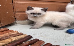 British Shorthair cats for sale: British shorthair GGCF Blue colourpoint kittens  - Image 18