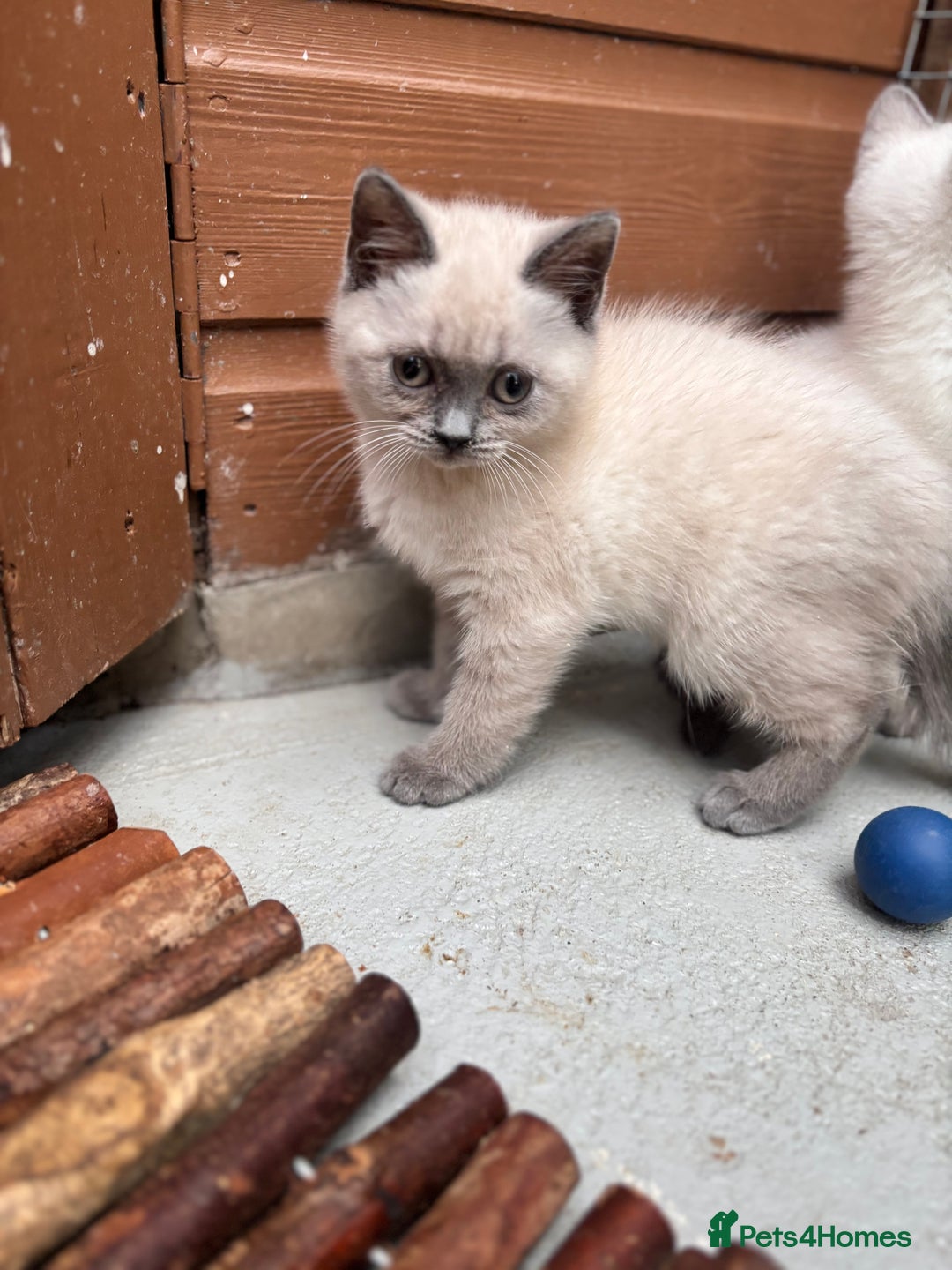 British Shorthair cats for sale: British shorthair GGCF Blue colourpoint kittens  - Image 18