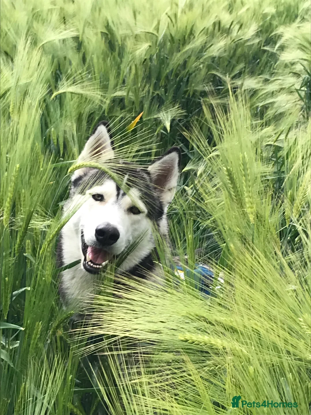 Siberian Husky dogs for stud: For stud only (quality proven stud ) in Wakefield - Advert 12