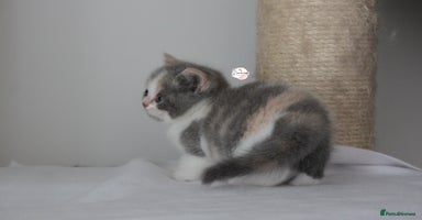 British Shorthair cats - Advert 5