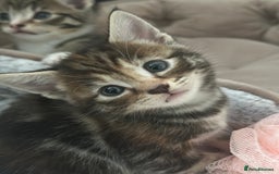 Mixed Breed cats for sale: Beautiful kittens - Image 15