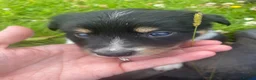 Border Collie dogs for sale: Border Collies Puppies in Lauder - Advert 14