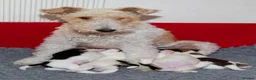 Fox Terrier dogs for sale: Wire haired fox terrier pups based in Kent in Gravesend - Advert 22