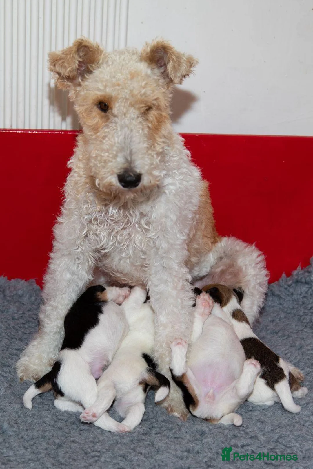 Fox Terrier dogs for sale: Wire haired fox terrier pups based in Kent in Gravesend - Advert 22